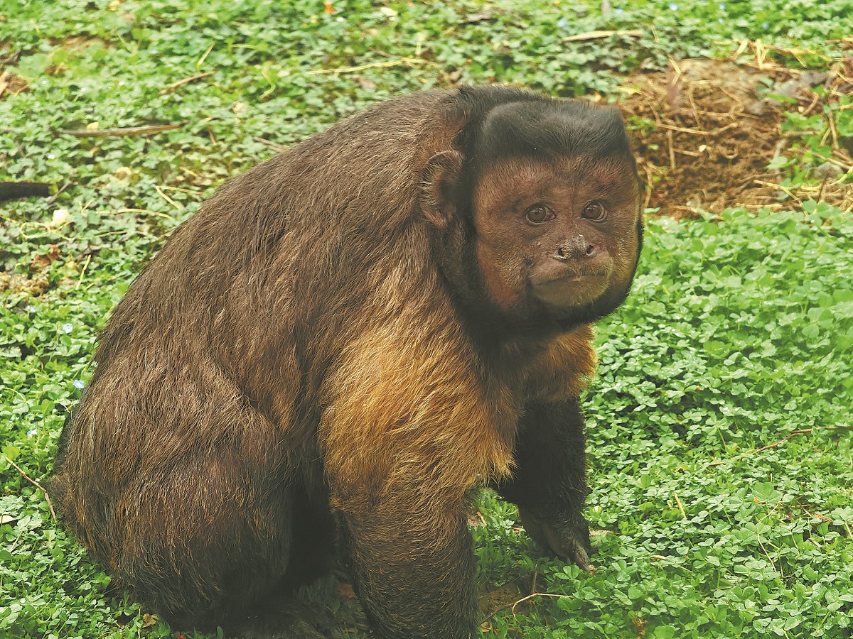 Dazhuang sitting in the grass, looking directly at the camera with his square face