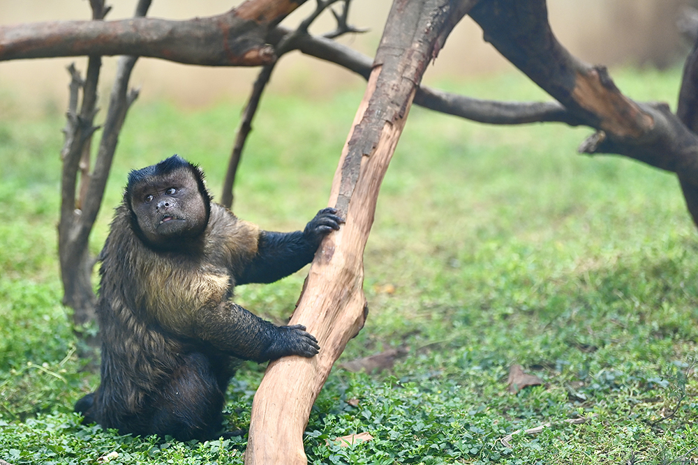 Dazhuang holding a tree branch, looking up with his distinctive square face